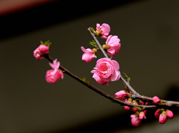 粉红色榆叶梅