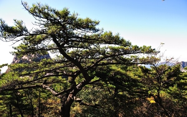 黄山风光图片