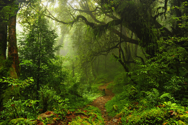 热带雨林风景