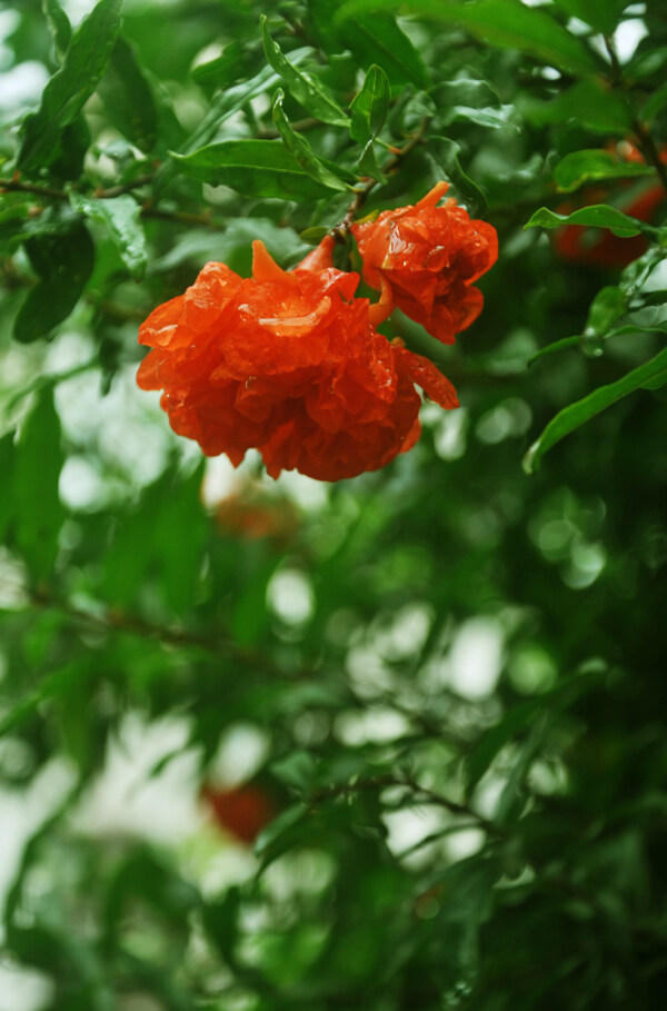 雨后石榴花图片