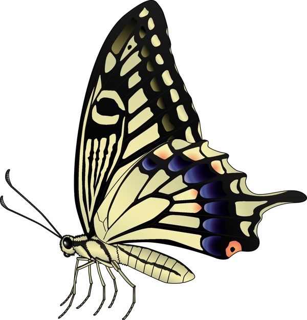 昆虫系列黄色蝴蝶