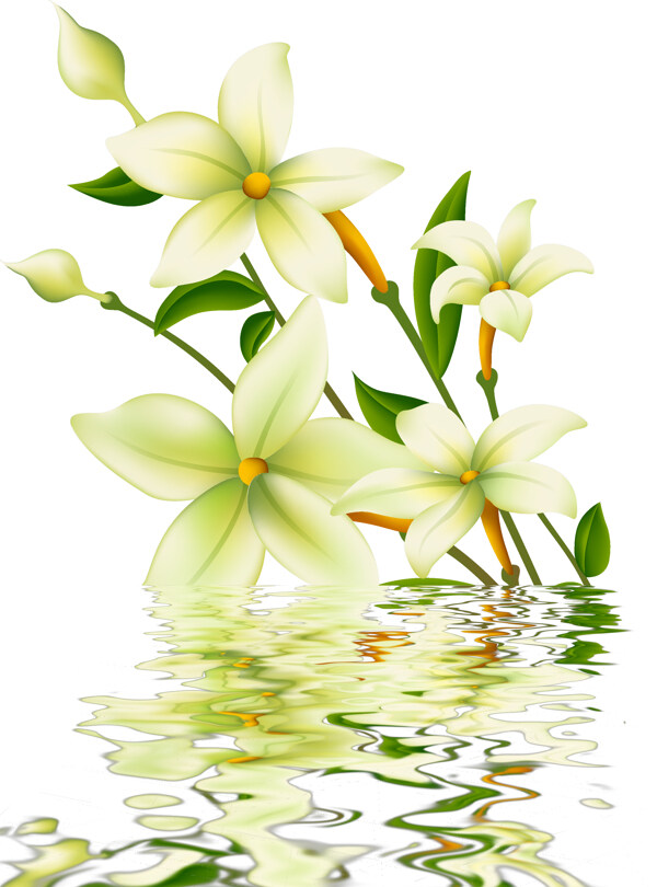 水中白花花卉倒影
