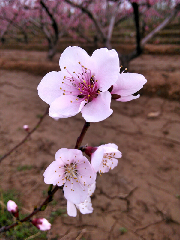 桃花