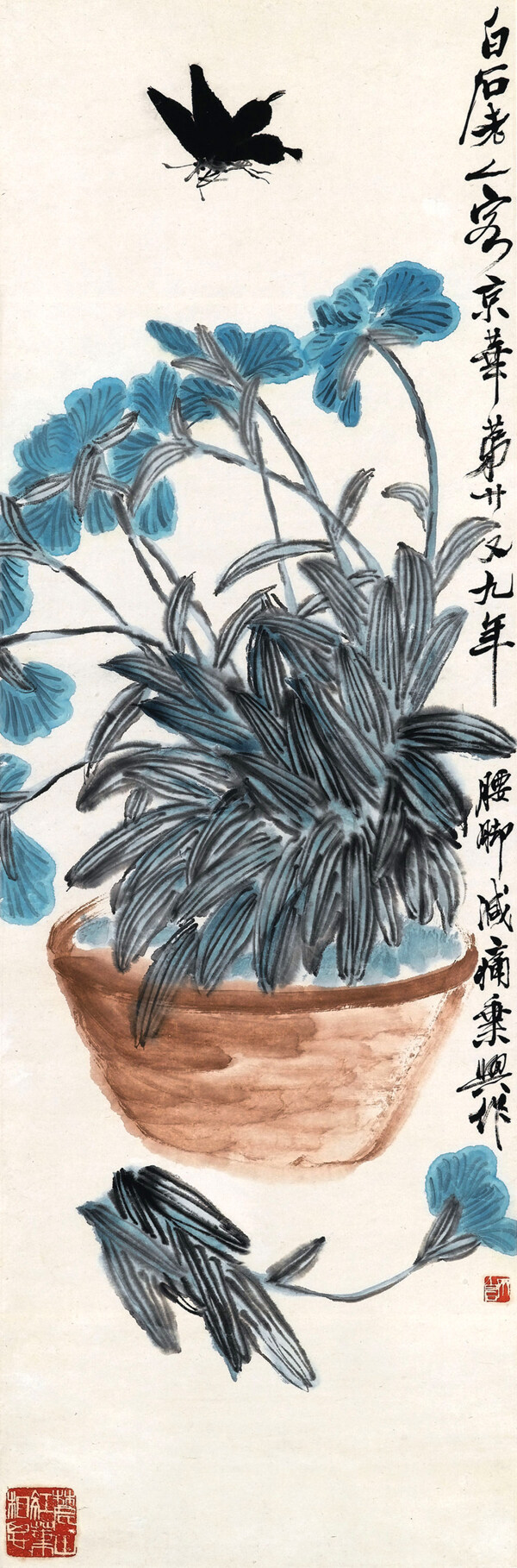 蓝花粉蝶图片