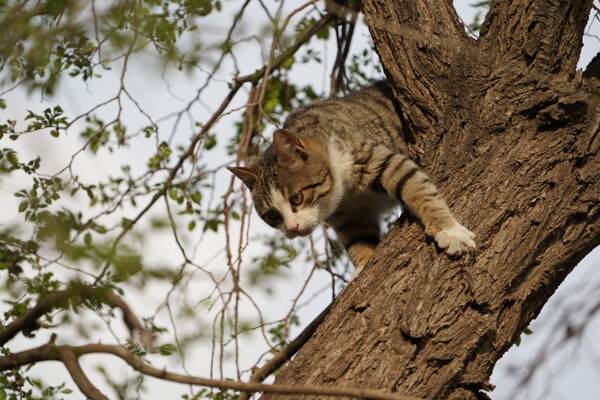 猫咪爬榆树