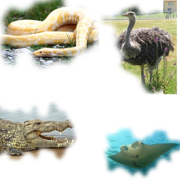 黄金蛇鳄鱼鸵鸟鳊鱼