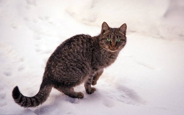 雪地里的黑色小猫