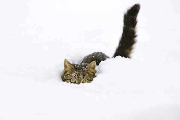 雪地里的猫咪