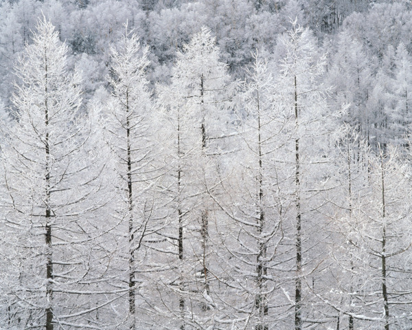 冬天雪景