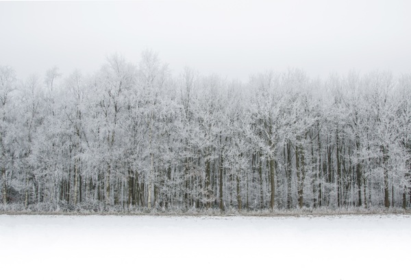 雪中的枝桠