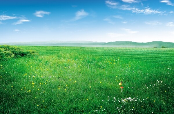 绿色草地背景图片