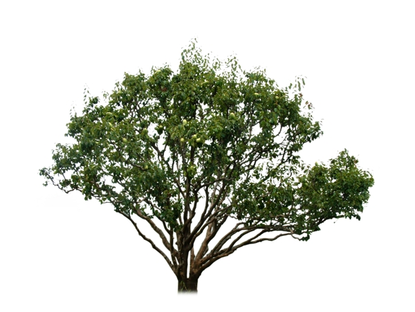 单体树