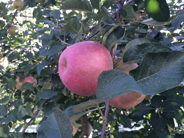 昭通苹果苹果园图片