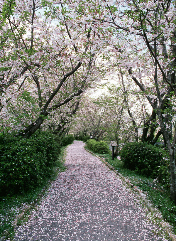 春天樱花盛开下的小路图片