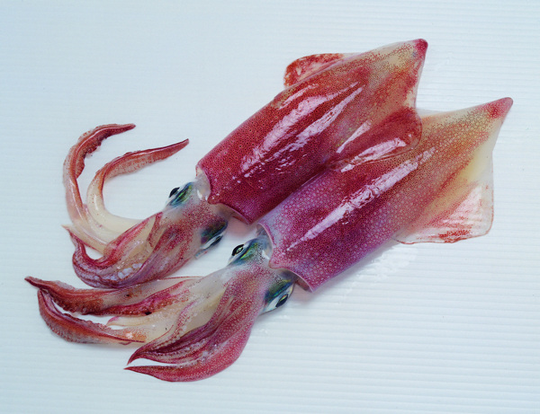全球首席大百科海鲜鱼螃蟹牡蛎蛤蜊乌贼章鱼