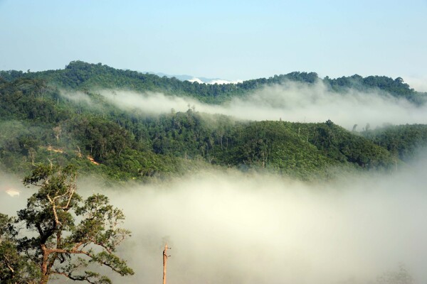 雨林雨林雾景雨林远景雨林图片