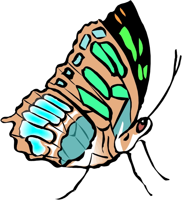 3D昆虫蝴蝶29