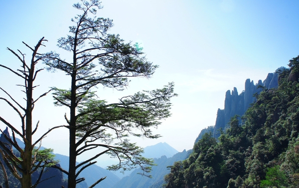 三清山迎客松图片