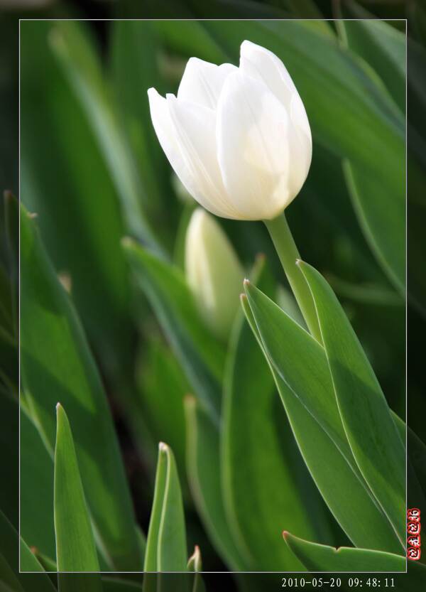 郁金香花