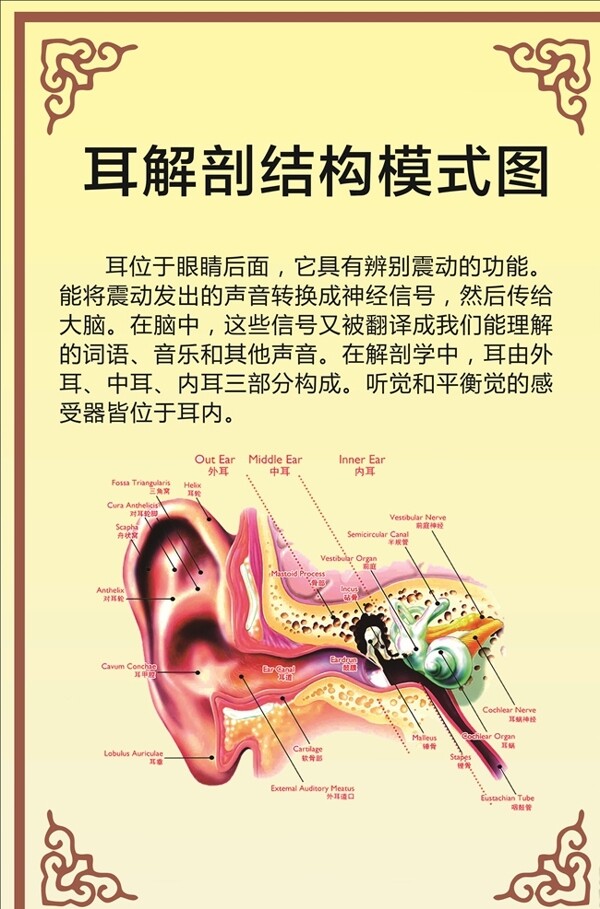 耳解剖结构模式图