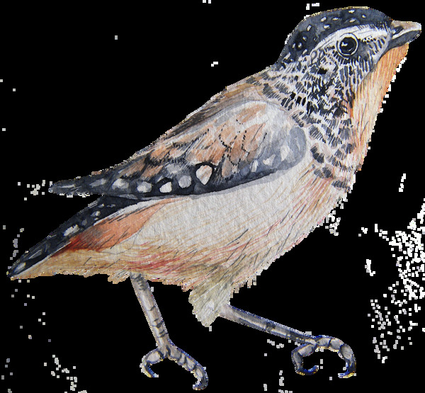 斑翅食蜜鸟透明素材png