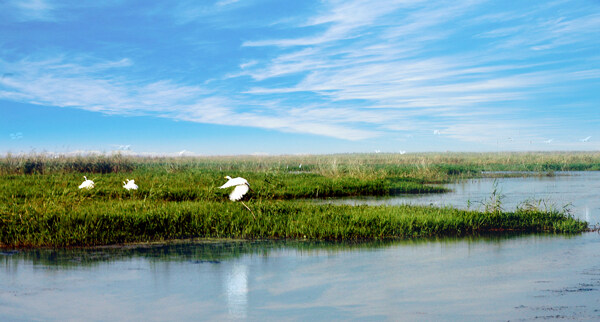 宿迁泗洪洪泽湿地自然保护区图片