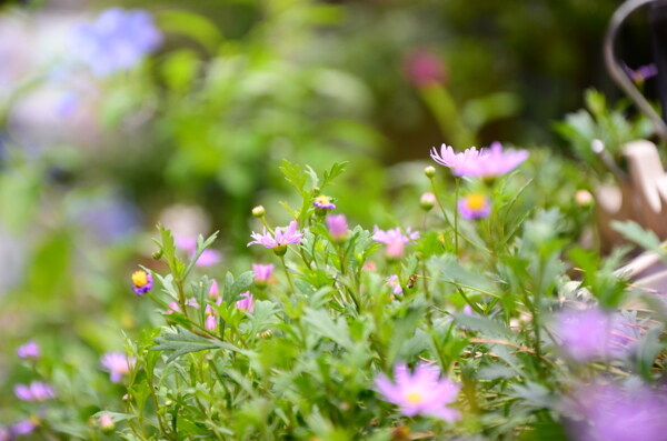 荷兰菊