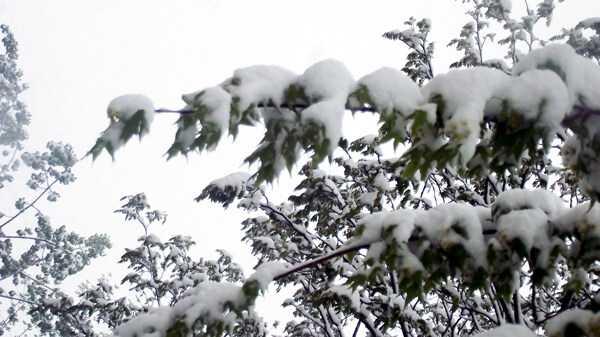 雪景图片