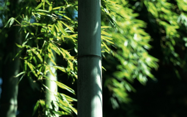 竹林风景图片