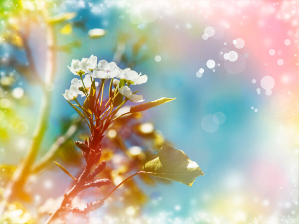 彩色浪漫花朵背景图片