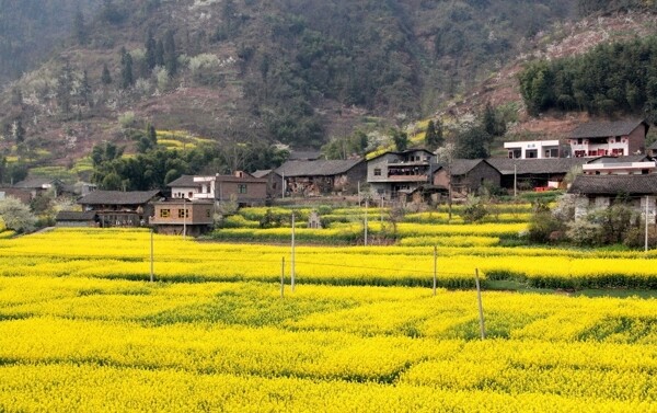 油菜花村庄图片