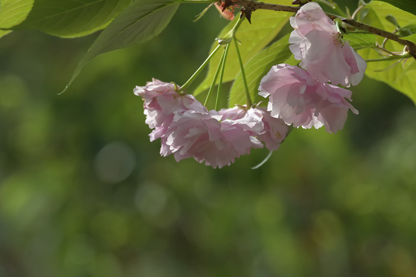 樱花