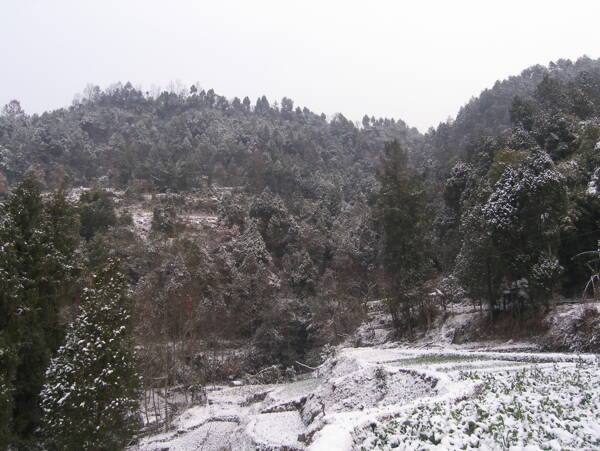 初雪图片