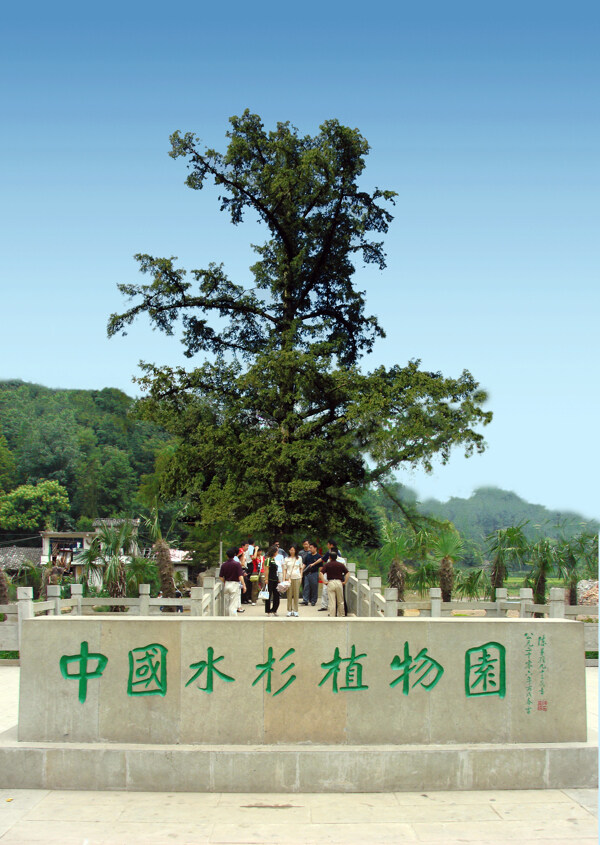 中国水杉植物园图片