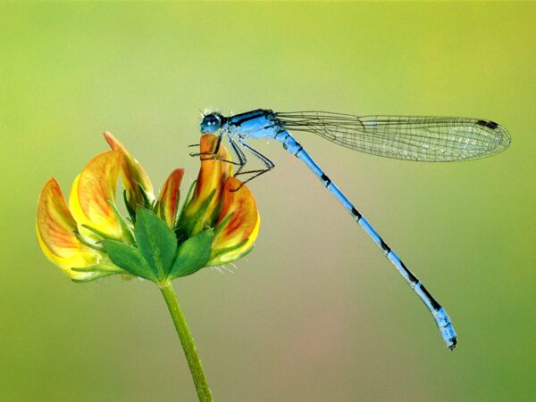 蓝蜻蜓图片