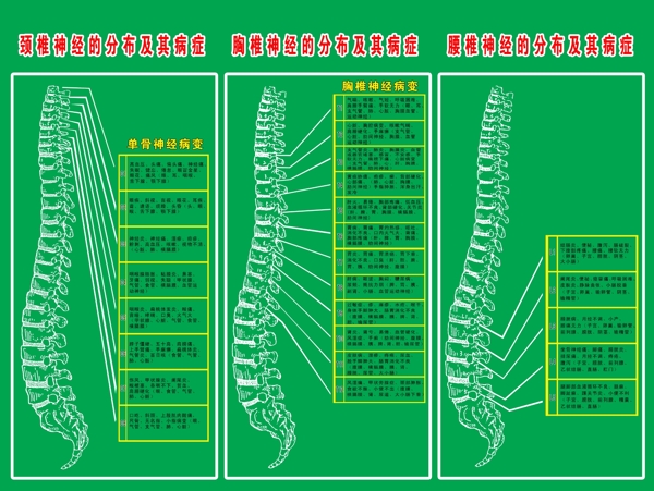 颈椎分布图