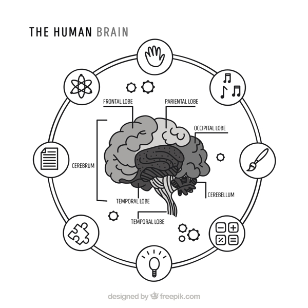人类大脑的圆形图表