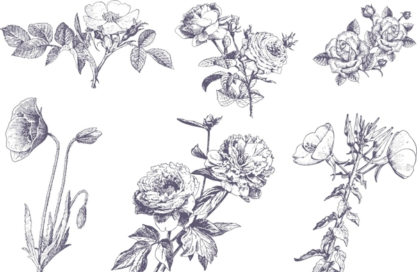 六种草本花卉写实手绘图片