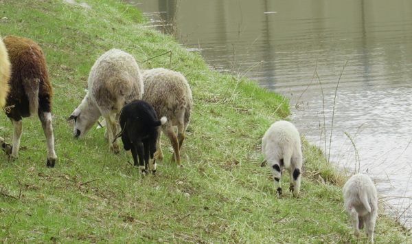 河边牧羊图片