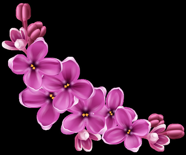 紫色漂亮鲜花免抠png透明素材