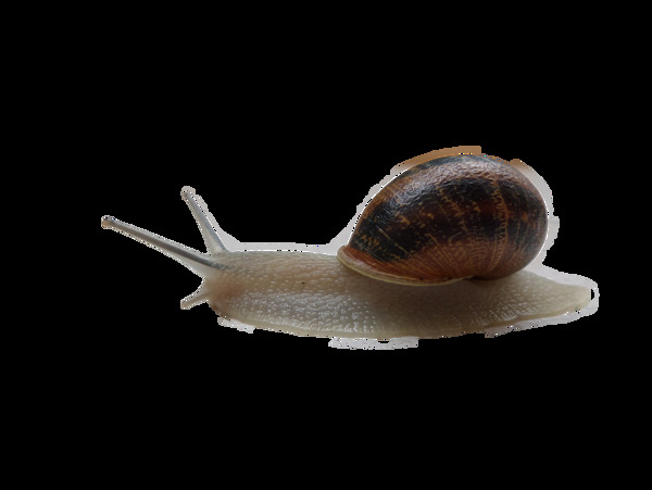 向前爬行的蜗牛免抠png透明图层素材