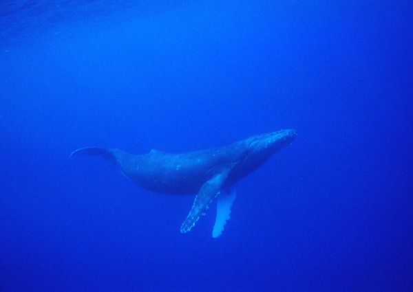 海底中的鲸