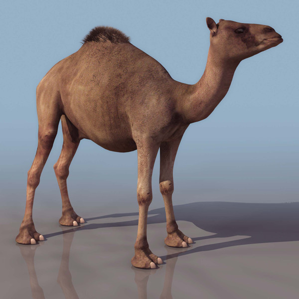 沙漠动物DROMEDAR单峰驼高模有贴图