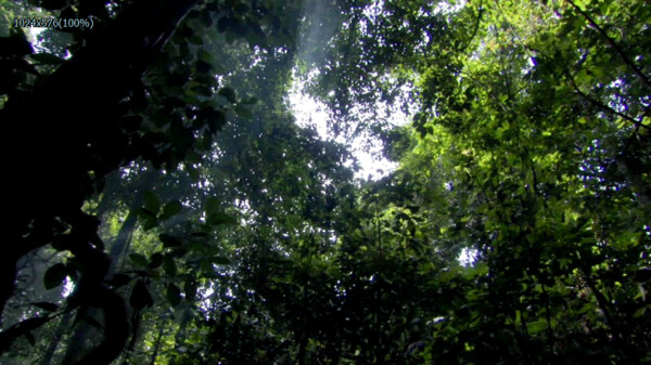 实拍原始森林风景高清视频素材