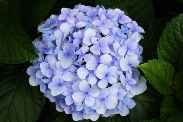 浅蓝色八仙花图片
