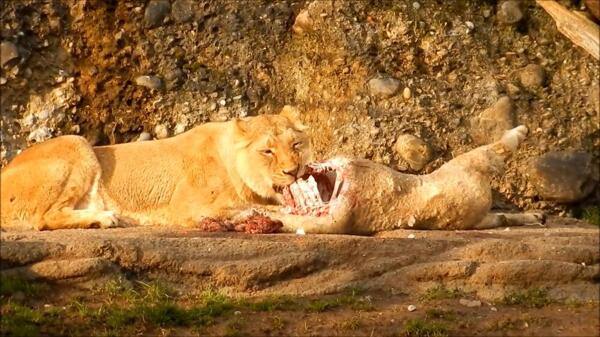 实拍狮子生吃猎物视频素材