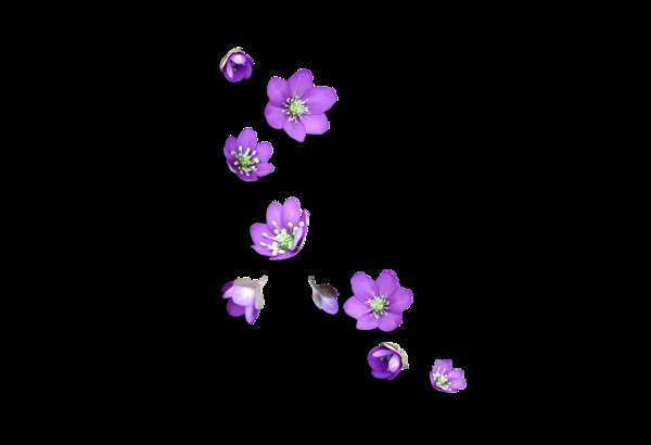 卡通紫色花朵png元素