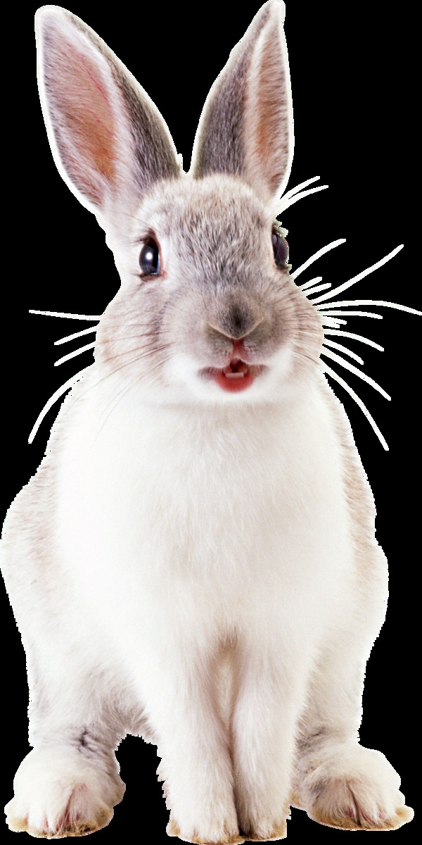 可爱白色毛发兔子免抠png透明图层素材