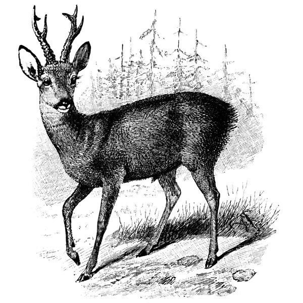 素描绘画森林中站立的鹿