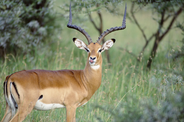 非洲野生动物羚羊图片